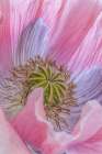 USA, Washington State, Seabeck. Poppy blossom close-up. Art Print
